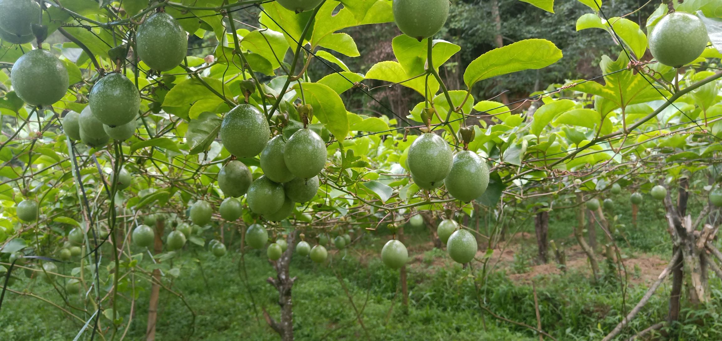 黄金百香果种植示意图