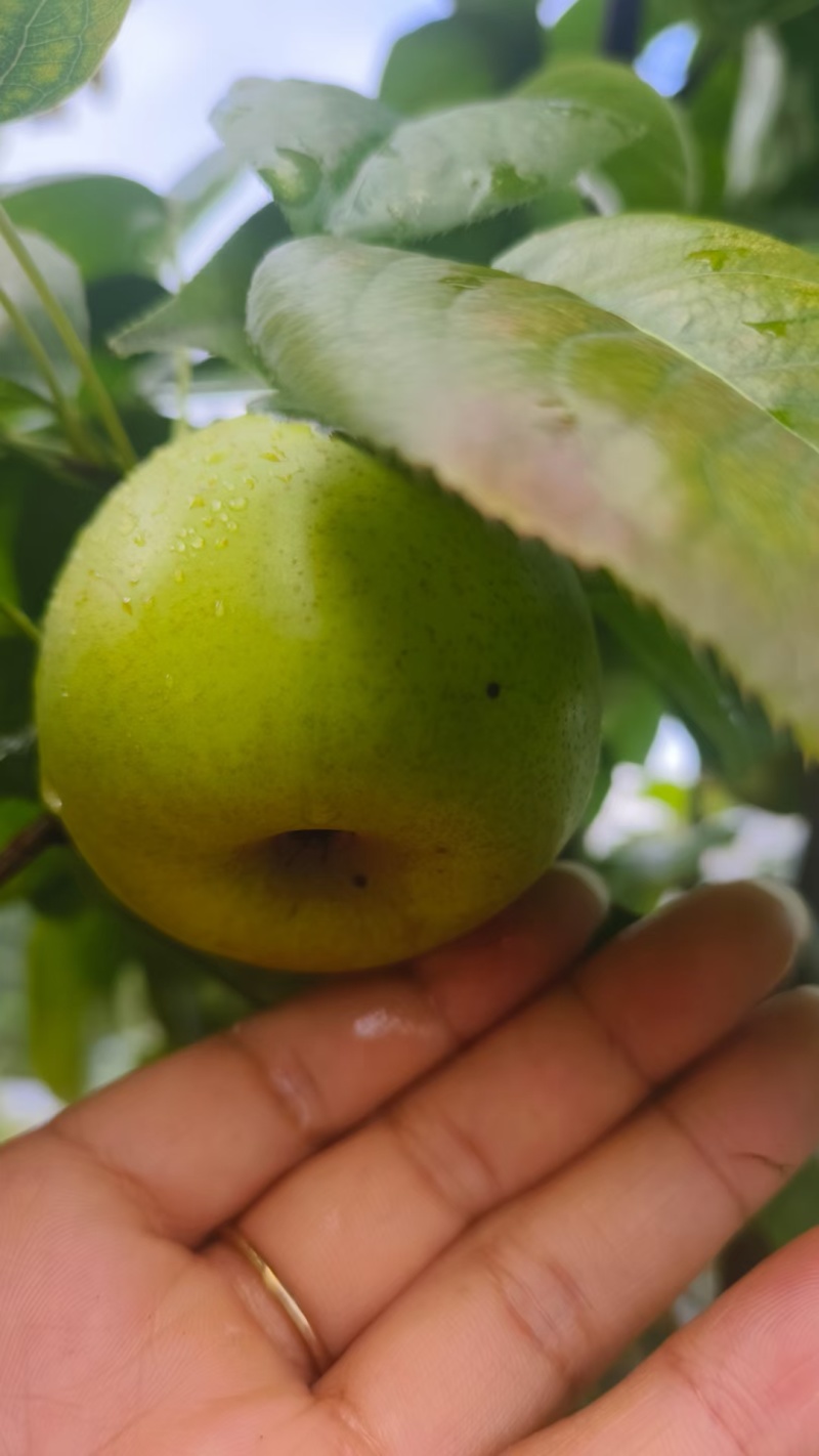 脆冠梨水分足抿抿甜