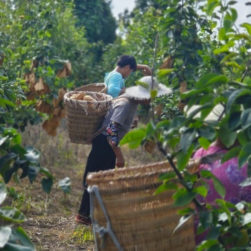 脆冠梨水分足抿抿甜