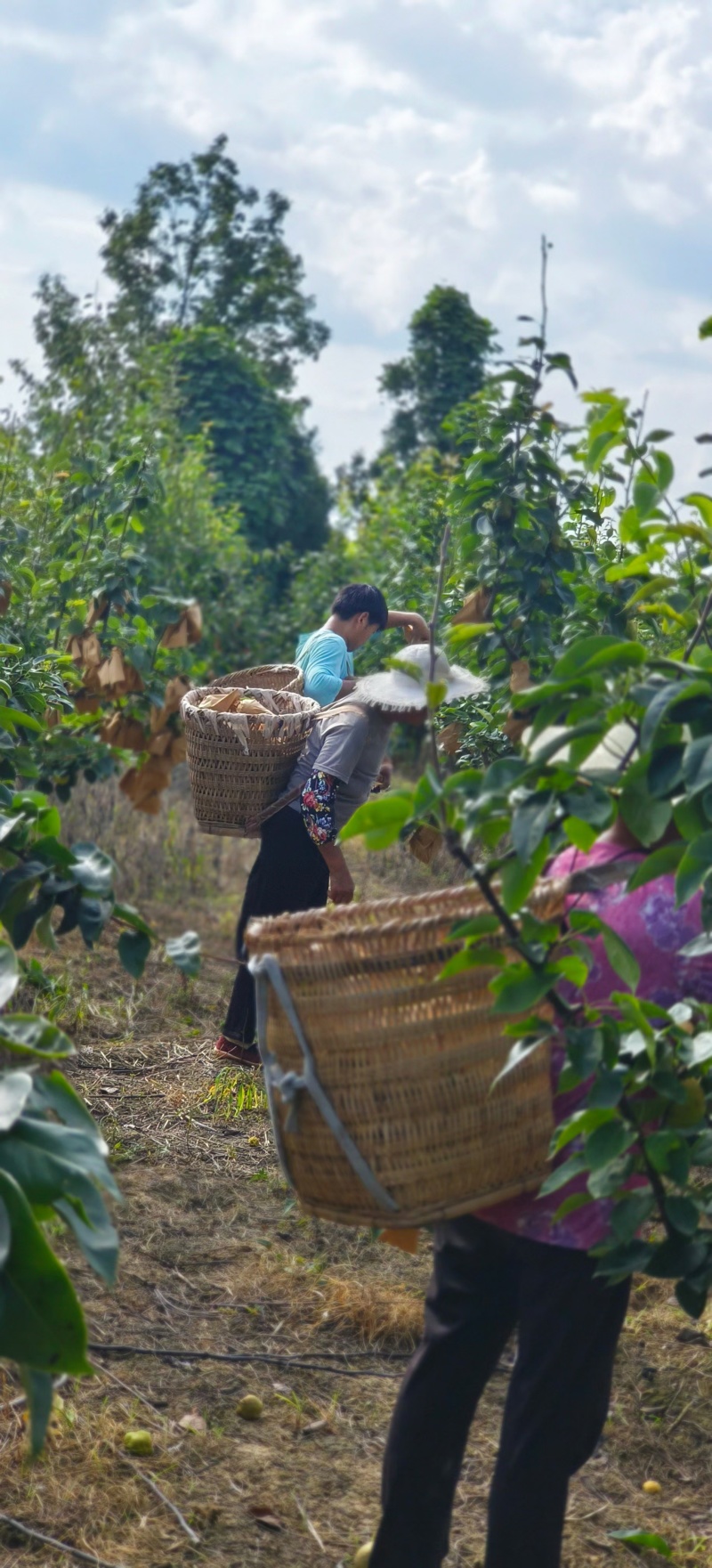 脆冠梨水分足抿抿甜