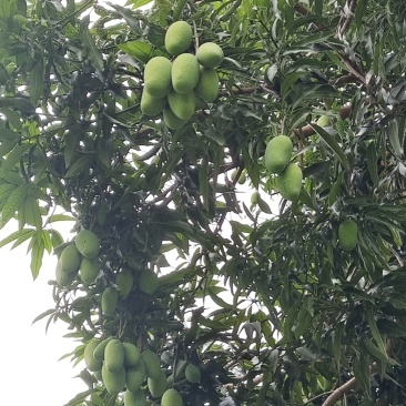 攀枝花椰香芒果，重量150克以上百分之八十