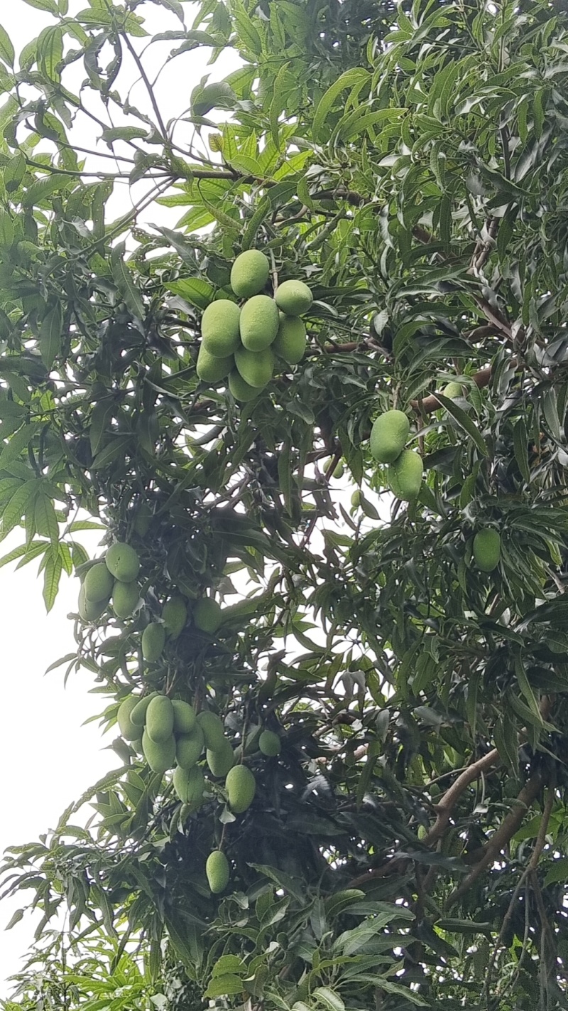 攀枝花椰香芒果，重量150克以上百分之八十