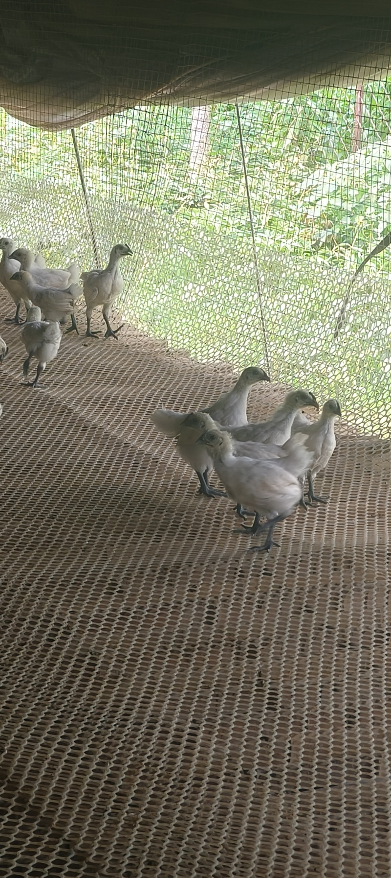 江山白乌骨鸡青年鸡，防疫全部做完，全国包邮包活到家