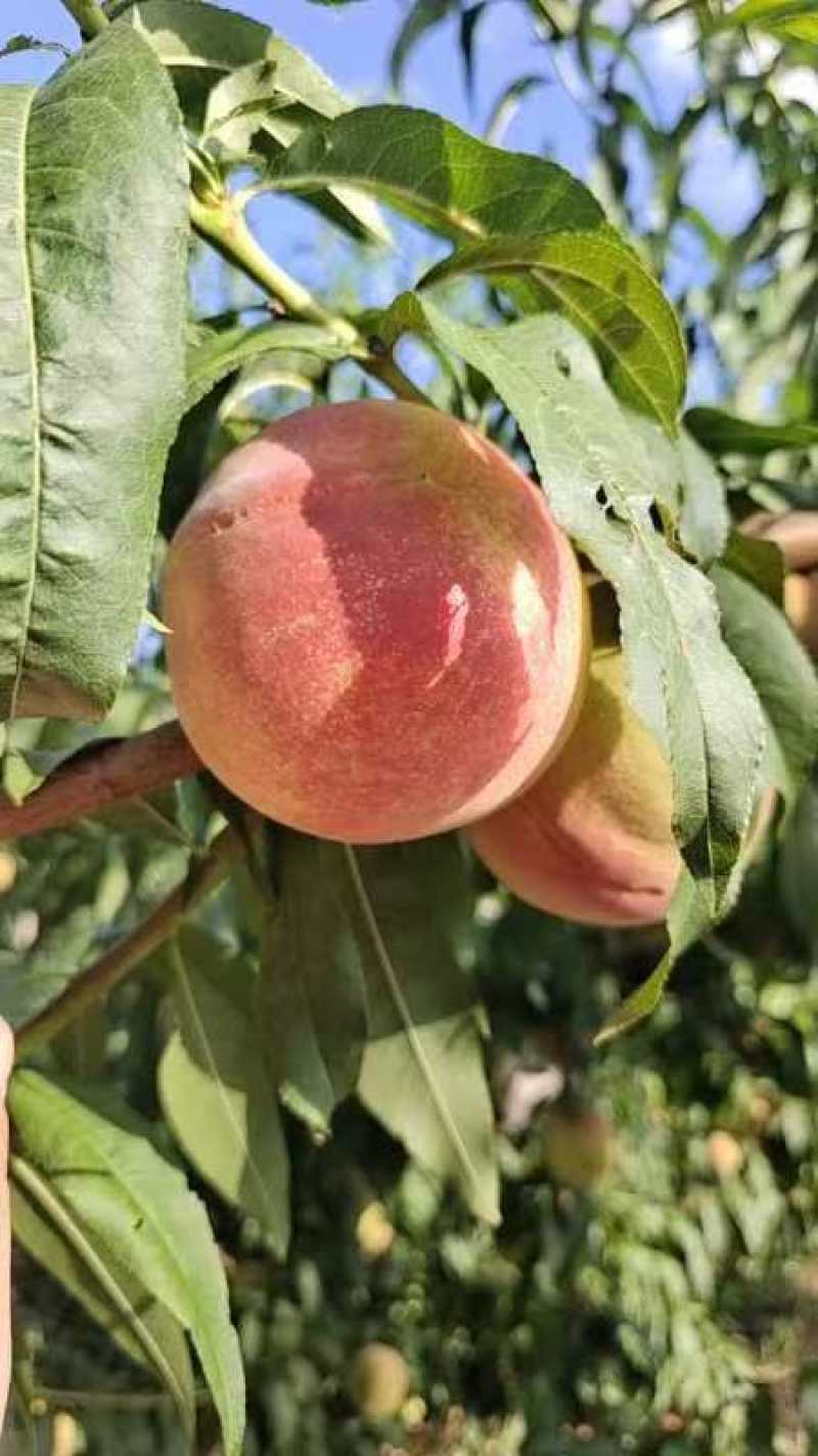 毛桃