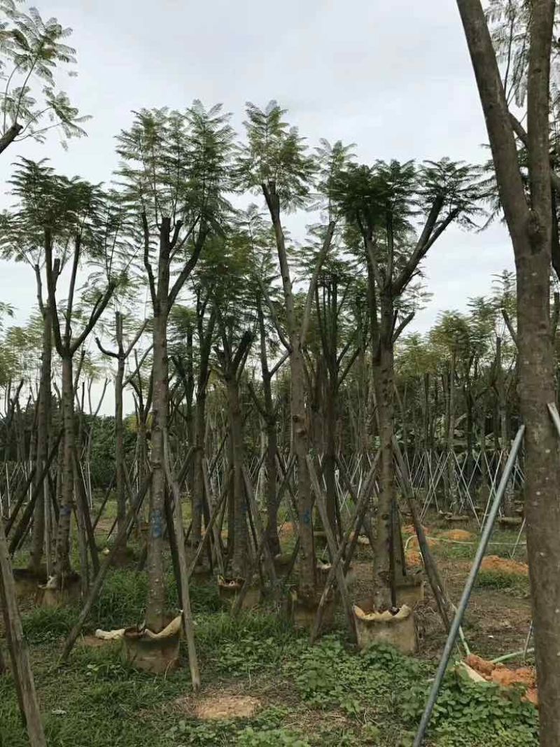 蓝花盈3-18分各种规格低价出售