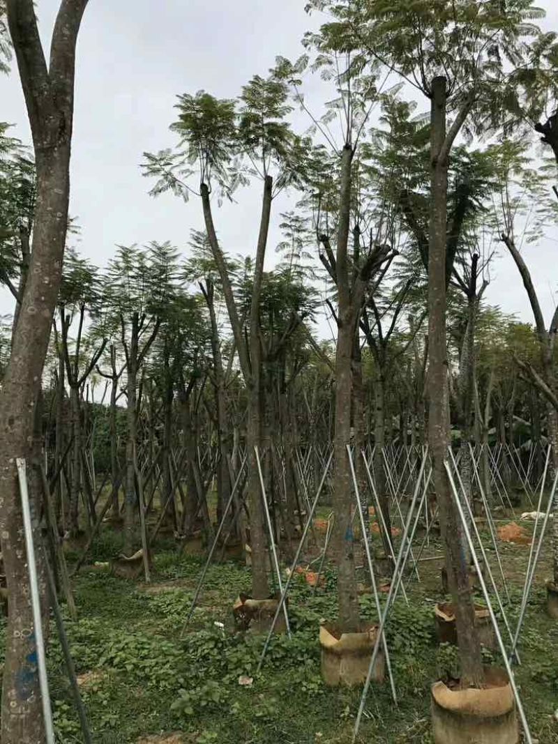 蓝花盈3-18分各种规格低价出售