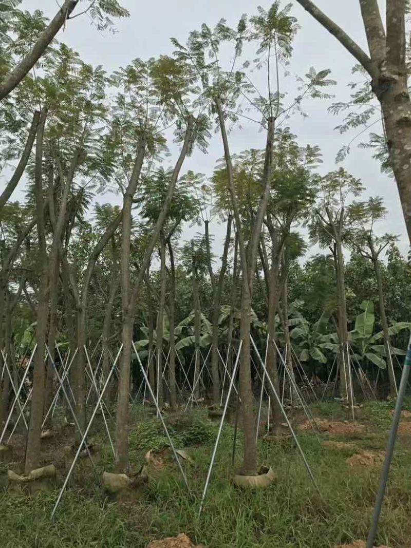 蓝花盈3-18分各种规格低价出售