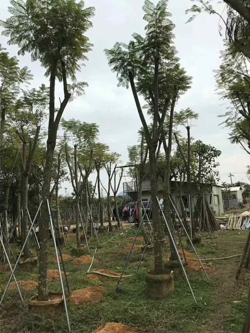 蓝花盈3-18分各种规格低价出售