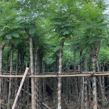蓝花盈3-18分各种规格低价出售