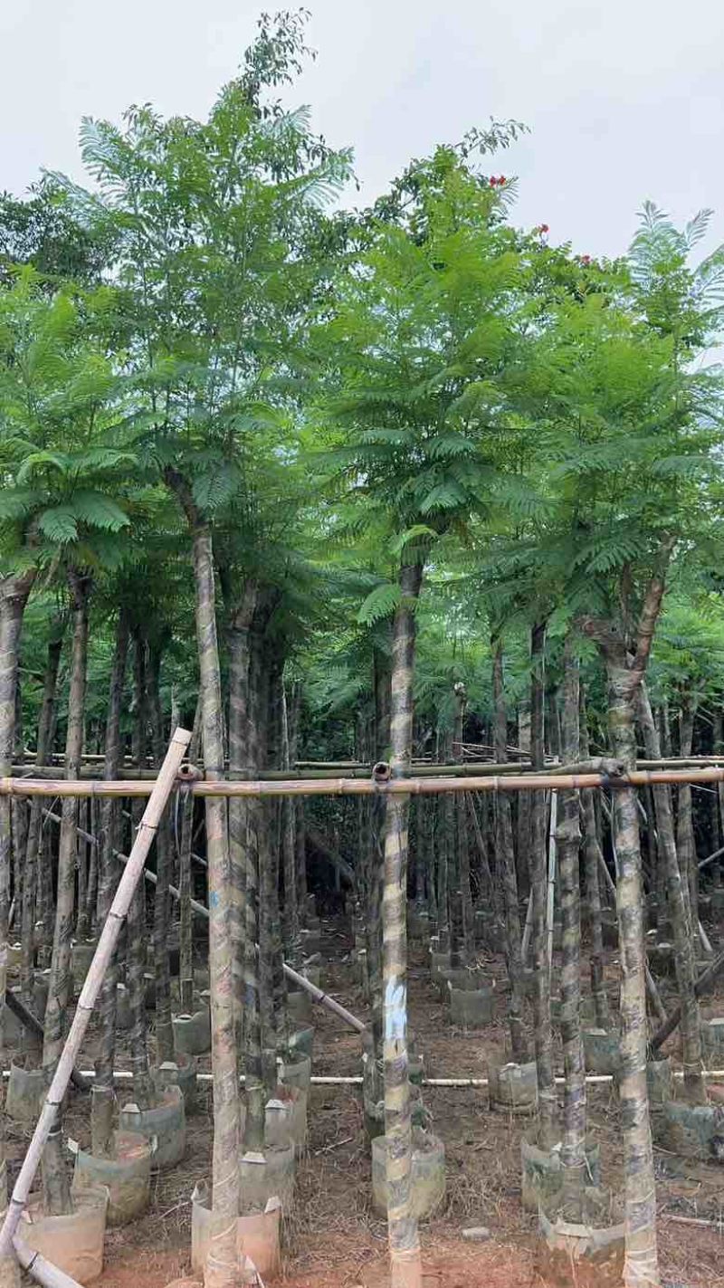 蓝花盈3-18分各种规格低价出售