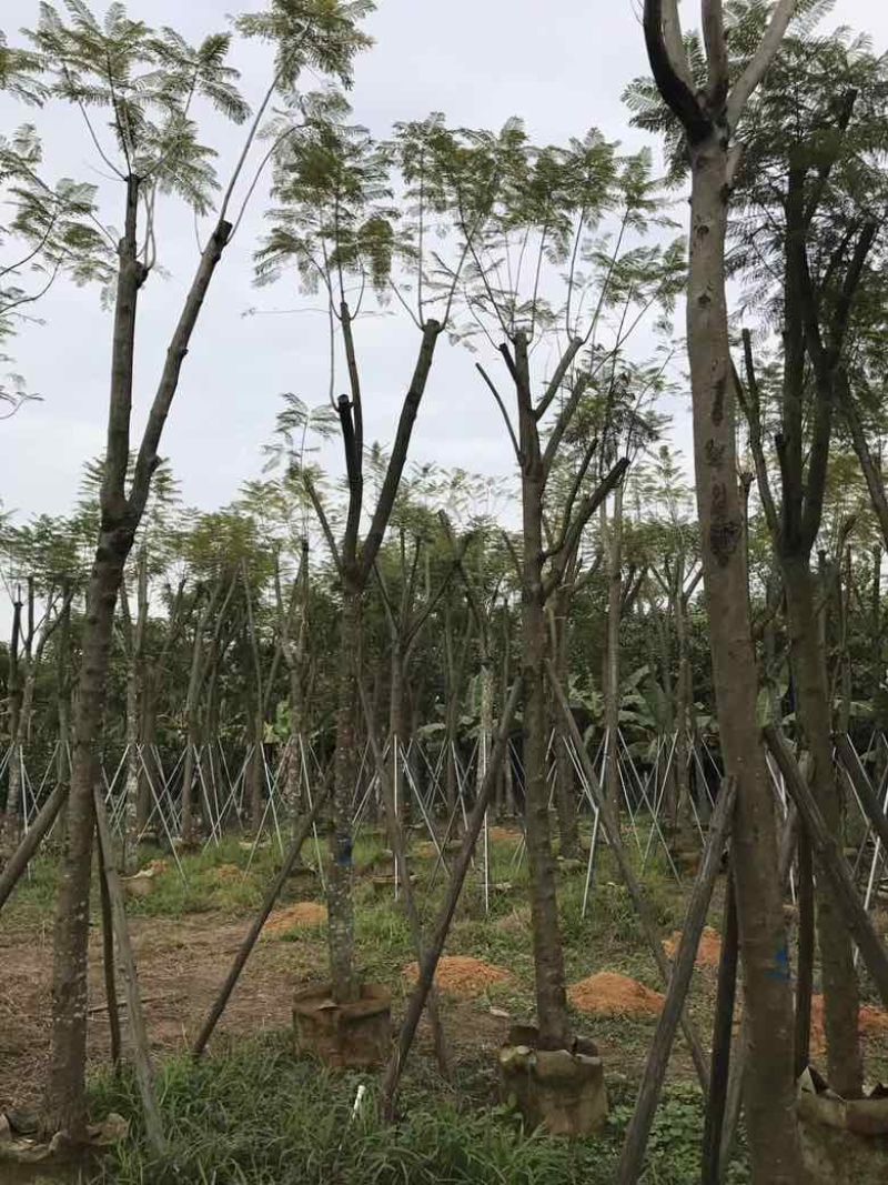 蓝花盈3-18分各种规格低价出售