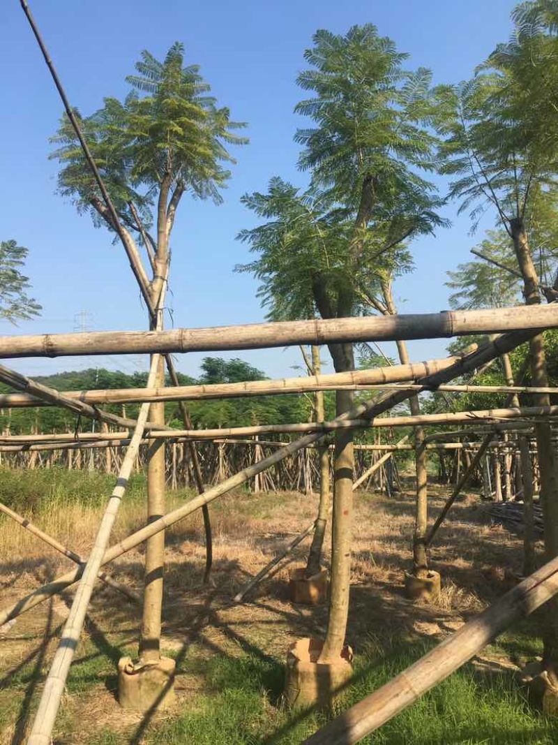 蓝花盈3-18分各种规格低价出售