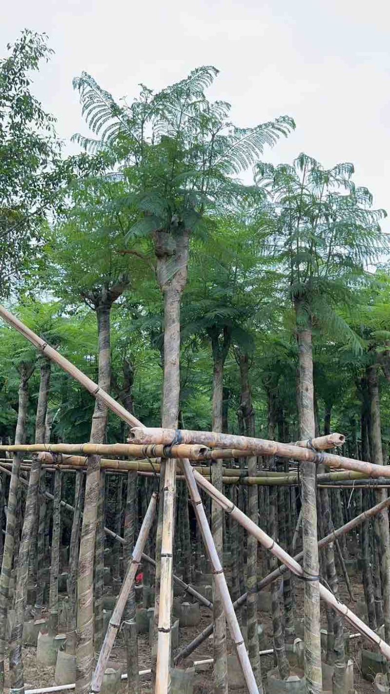 蓝花盈3-18分各种规格低价出售
