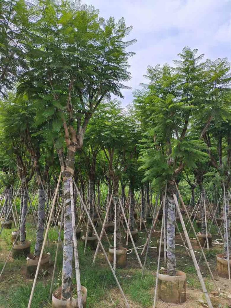 蓝花盈3-18分各种规格低价出售