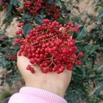 四川大凉山特麻红花椒