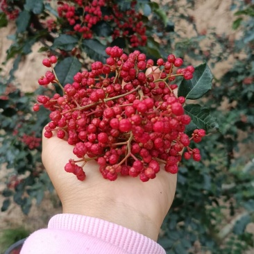 四川大凉山特麻红花椒