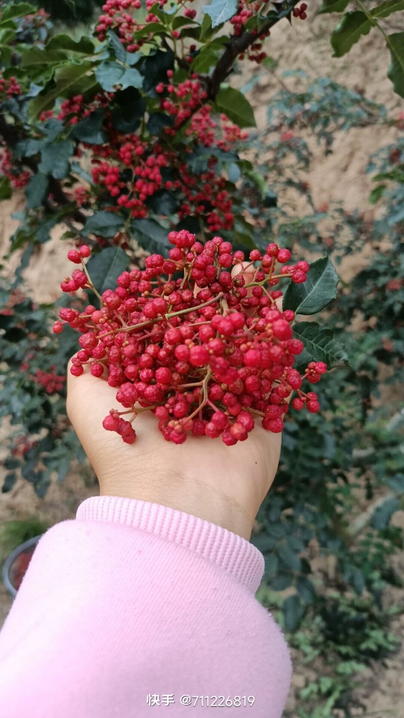 四川大凉山特麻红花椒