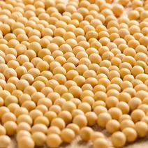 黄豆水分11左右高蛋白44非转基因无霉变无杂质