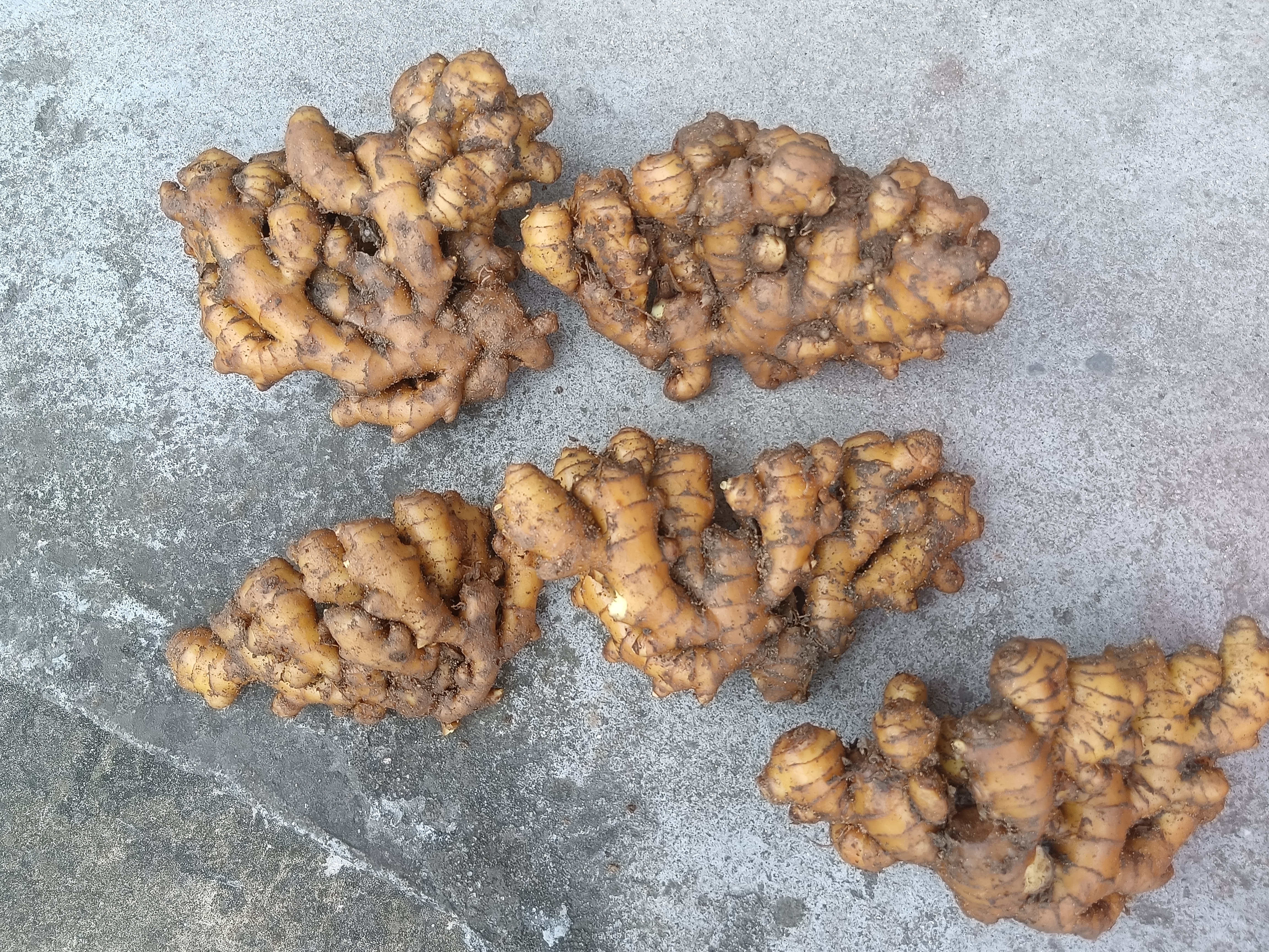 野生生姜加工与储存方法示意图