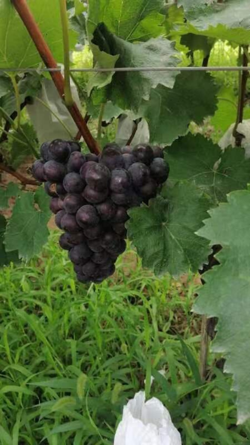兴华王葡萄，口感酸甜可口，物美价廉