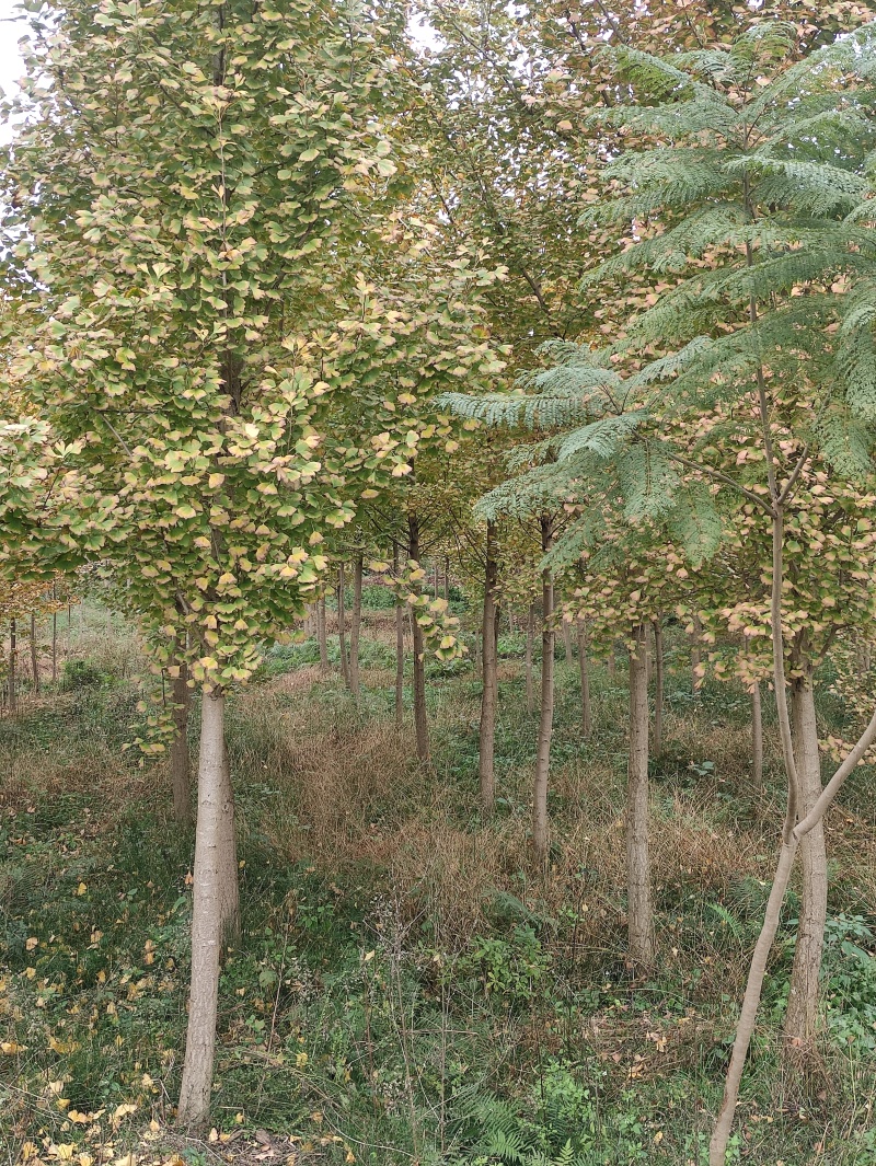 银杏树