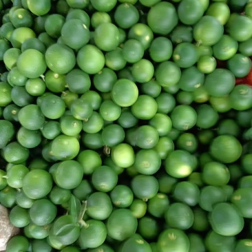 大量出售枳壳