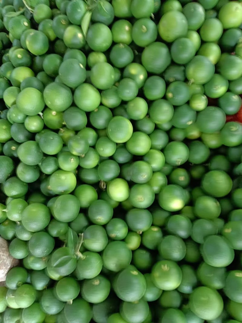大量出售枳壳