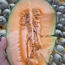 西州蜜哈密瓜
