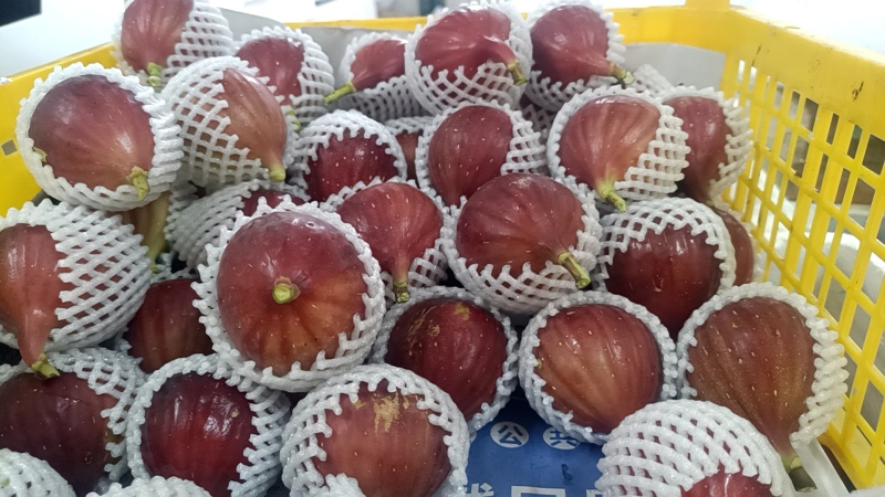 新鲜无花果！自产自销！价格优势？