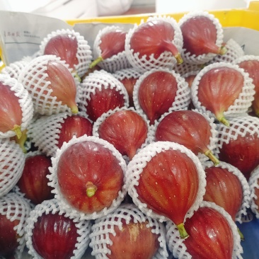 新鲜无花果！自产自销！价格优势？