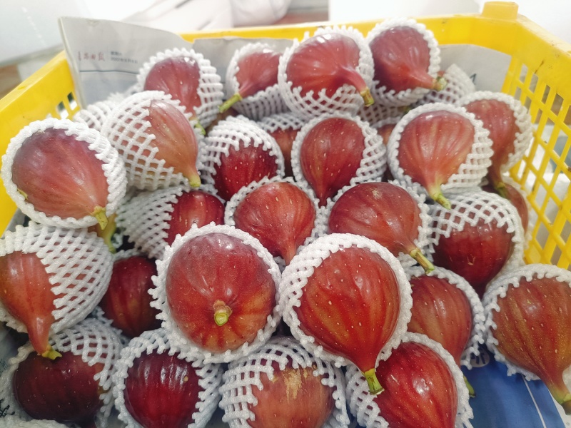 新鲜无花果！自产自销！价格优势？