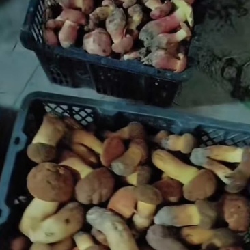 精品食用菌牛肝菌品质好山里现采现采现发量大价优