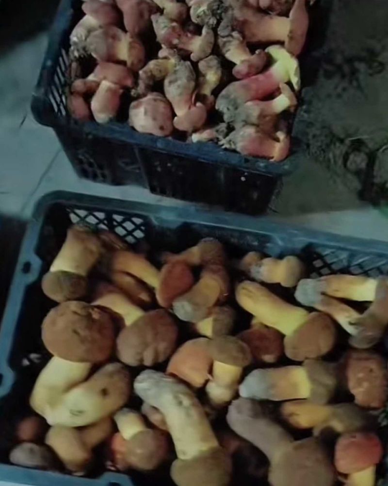精品食用菌牛肝菌品质好山里现采现采现发量大价优