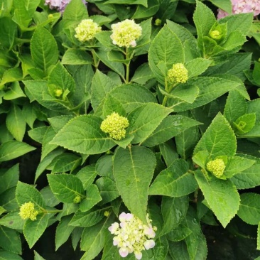 1.5加仑绣球盆花三个花苞多一点