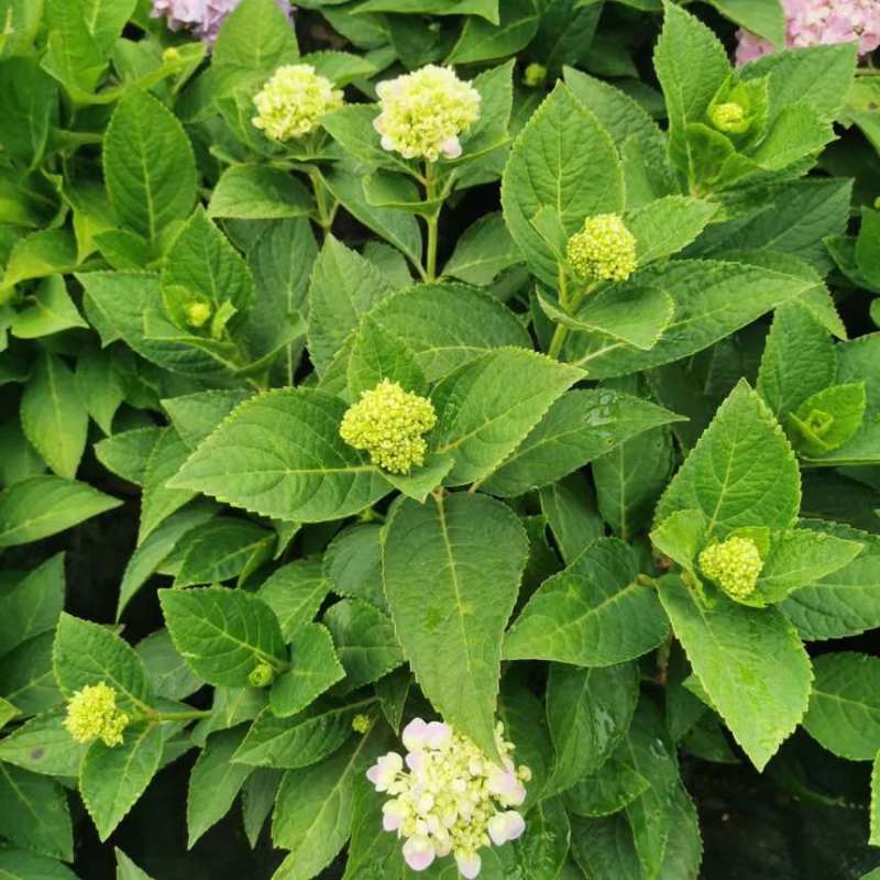 1.5加仑绣球盆花三个花苞多一点