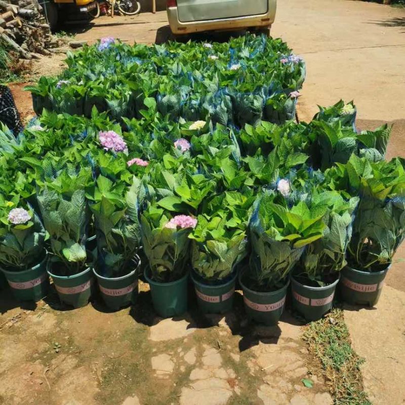 1.5加仑绣球盆花三个花苞多一点