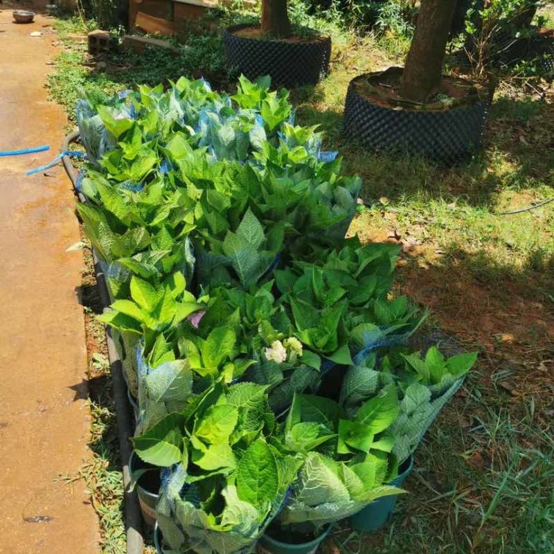 1.5加仑绣球盆花三个花苞多一点