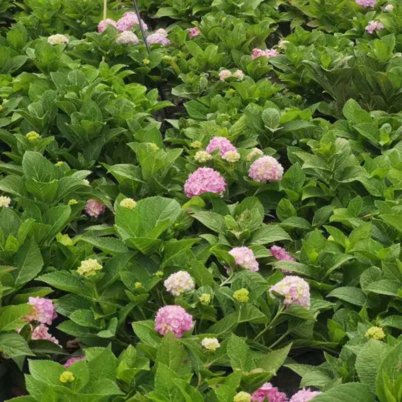 1.5加仑绣球盆花三个花苞多一点