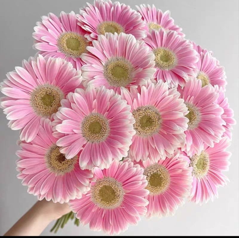 陕西汉中向日葵，非洲菊