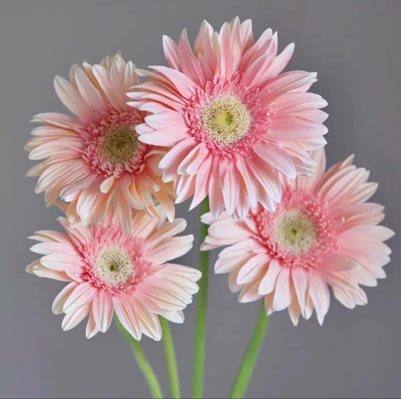 陕西汉中向日葵，非洲菊