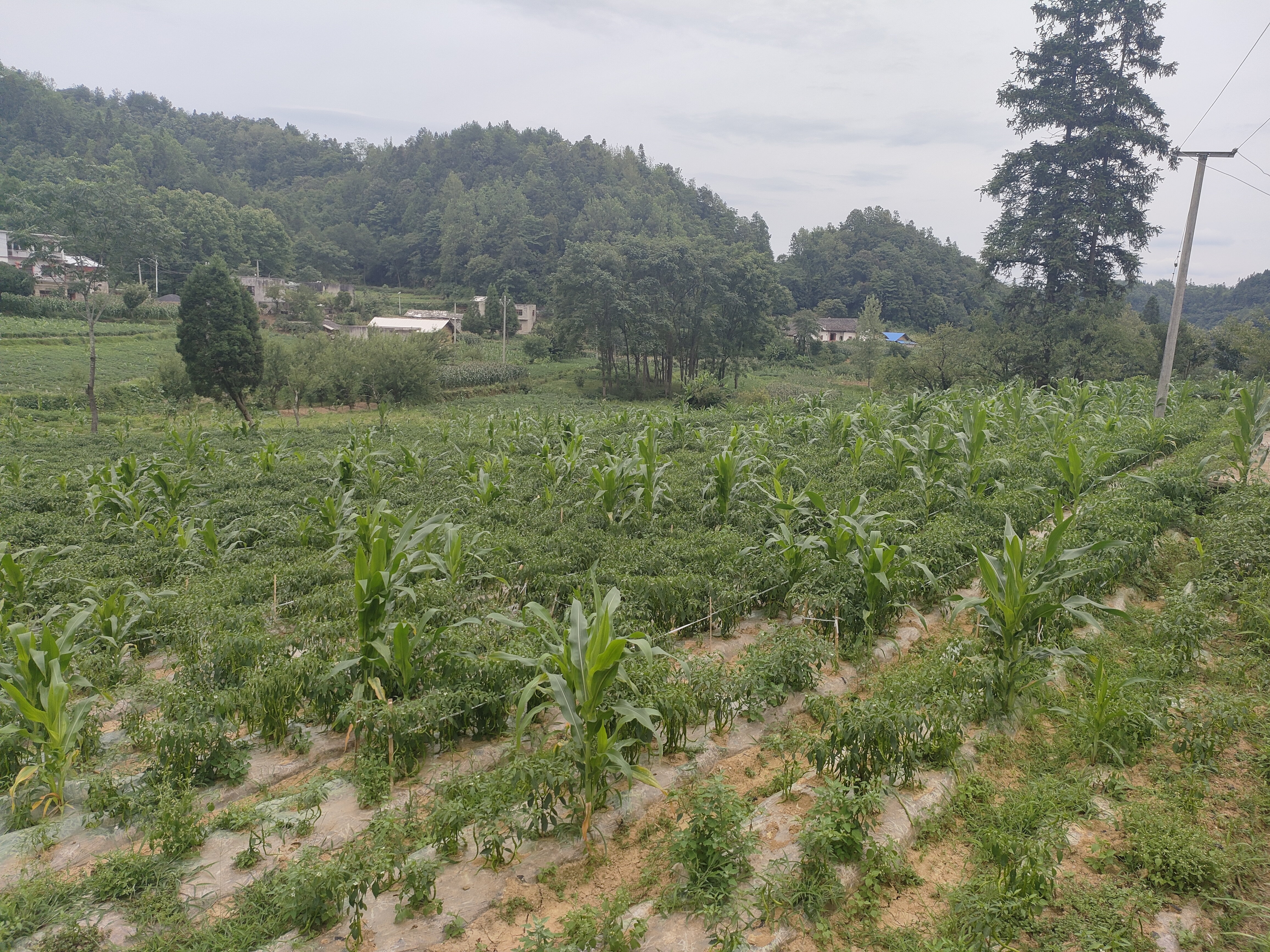 航拍视角下的黑玉米种植基地