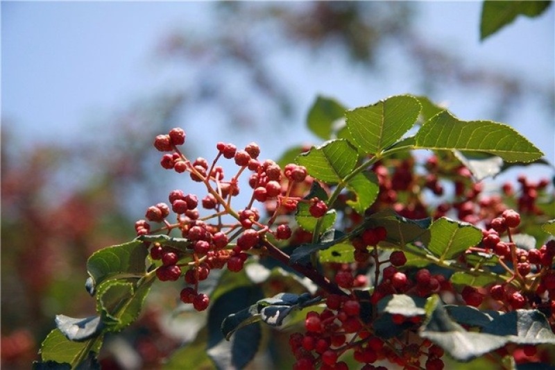 甘肃红花椒