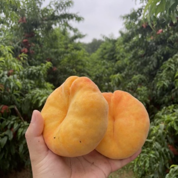 自家种的黄蟠桃