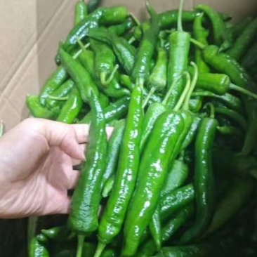 55号辣椒价格美丽