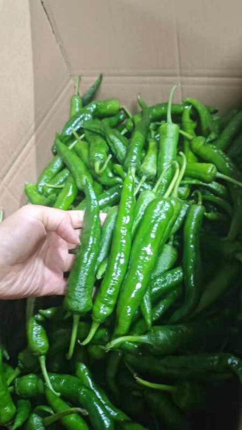 55号辣椒价格美丽