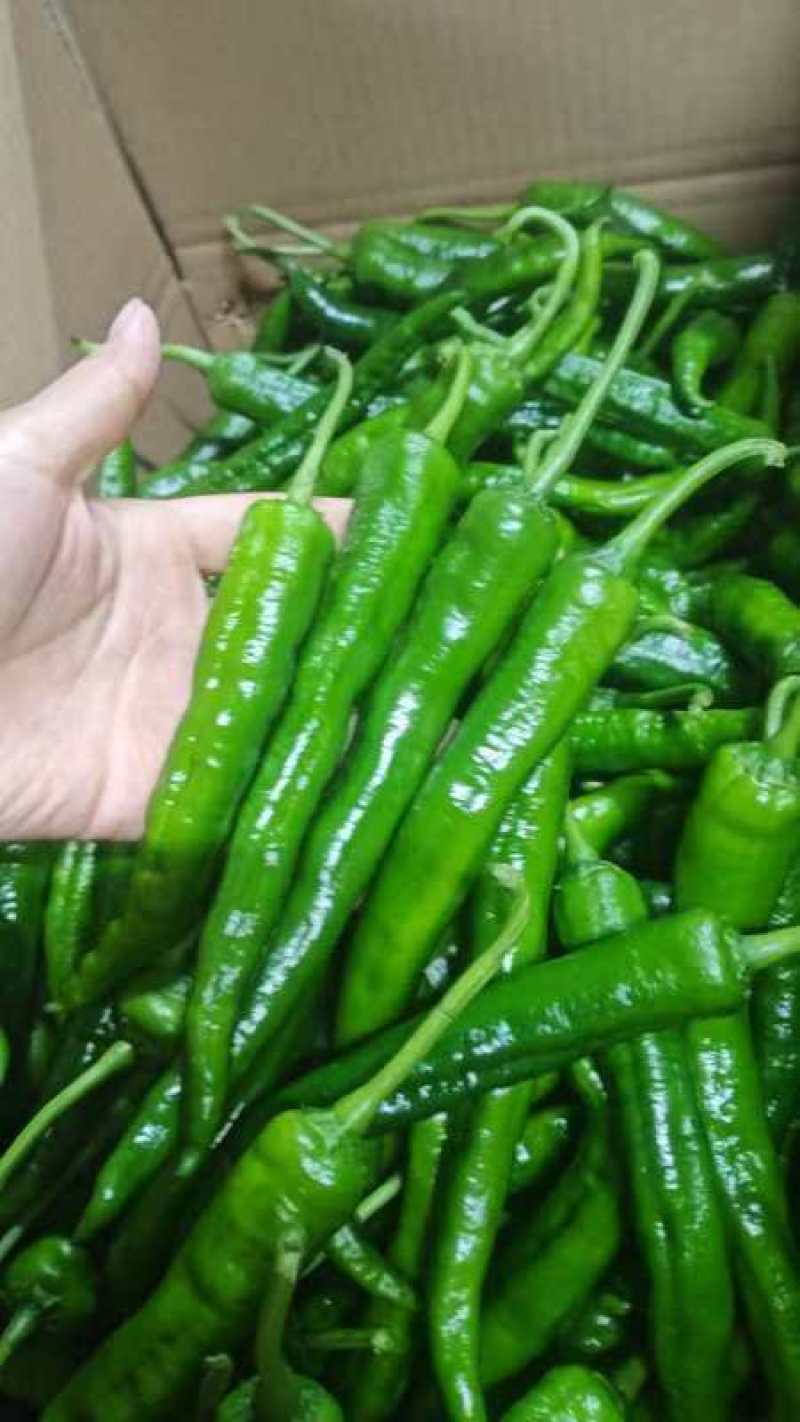 55号辣椒价格美丽