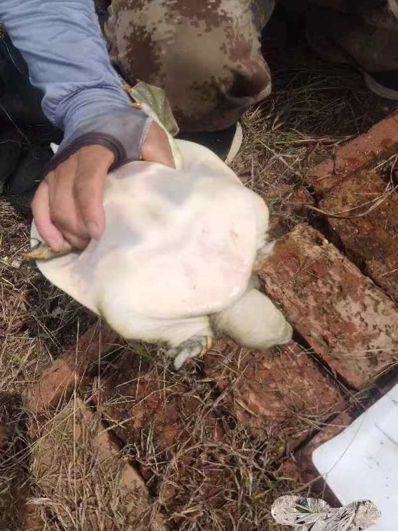 甲鱼瘪大只