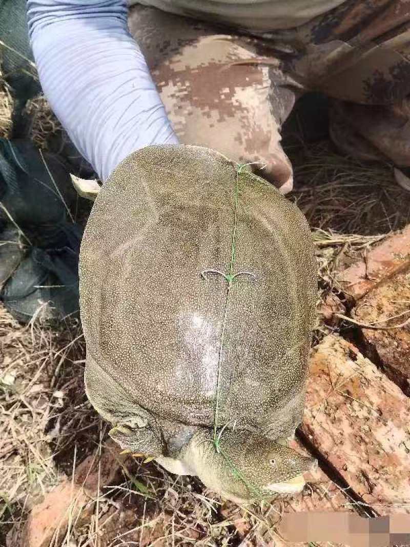 甲鱼瘪大只