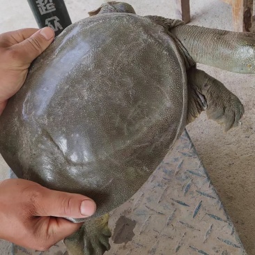 甲鱼瘪大只