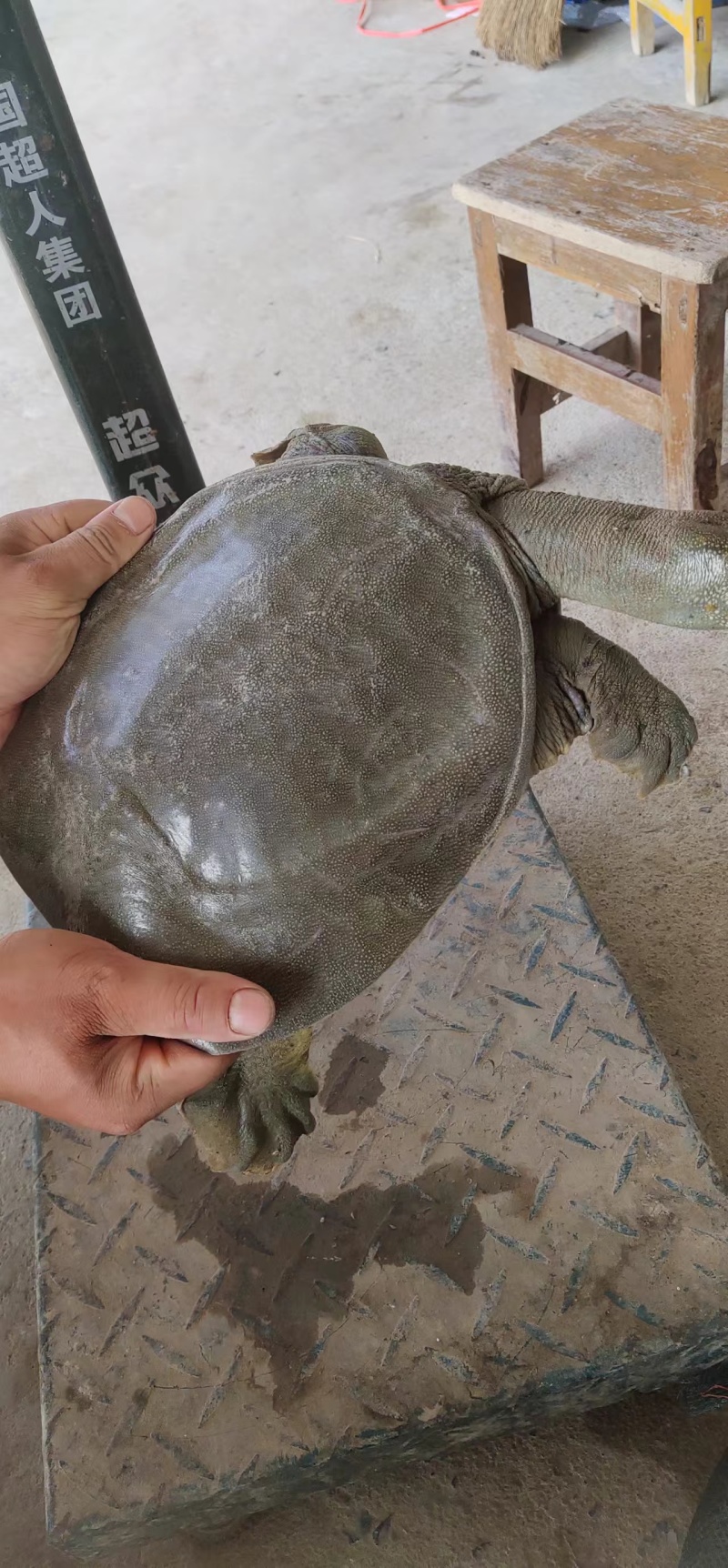 甲鱼瘪大只